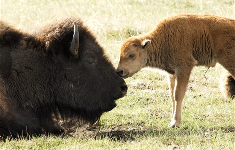 Julie Larsen Maher_9521_American Bison mother and calf in wild_YELL_05 13 06[1].JPG